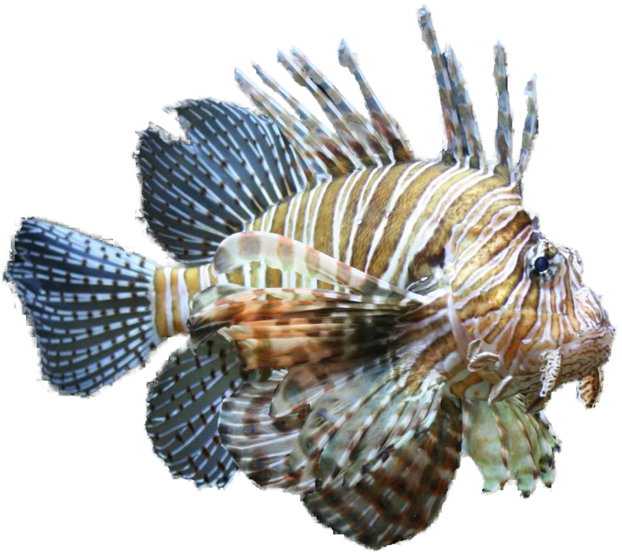 Lion Fish